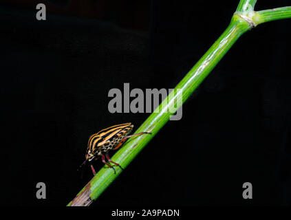 Striped shield Bug (graphosoma lineatum Italicum) close-up Stockfoto