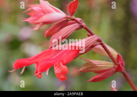 Salvia ''sie wollen 'hybrid Salbei angezeigte markantes Coral Blütenrispen im späten Sommer Garten Grenze. Großbritannien Stockfoto