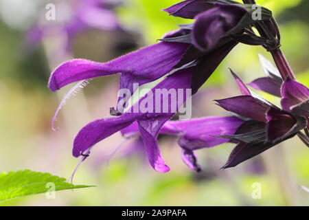 Salvia "amistad" mehrjährige Salbei angezeigte markante deep purple tubular Blütenrispen im September. Großbritannien Stockfoto