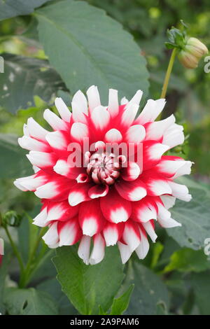 Dahlie 'Santa Claus' und zeigt markante Große, zweifarbige Blüten in einem Garten. Stockfoto