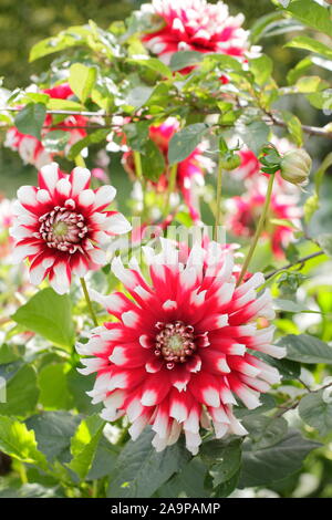 Dahlie 'Santa Claus' und zeigt markante Große, zweifarbige Blüten in einem Garten. Stockfoto