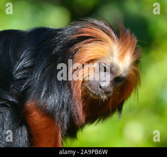 Golden lion tamarin - geleitet von Marwell Zoo, Colden Common, Winchester, Großbritannien Stockfoto