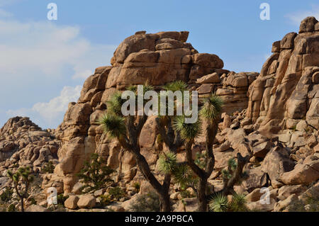 Palm Springs, Kalifornien - Juli 2018: Die Wüste in Palm Springs und Joshua Tree National Park Stockfoto