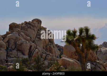 Palm Springs, Kalifornien - Juli 2018: Die Wüste in Palm Springs und Joshua Tree National Park Stockfoto