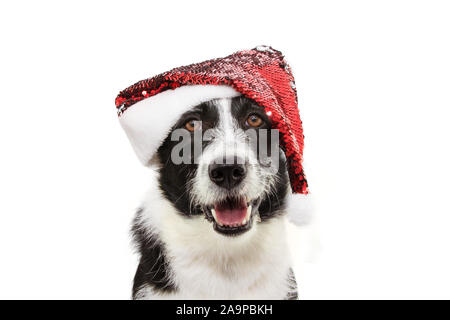 Border Collie Hund feiern Weihnachten tragen ein rotes Santa Claus hat. Auf weissem Hintergrund Stockfoto