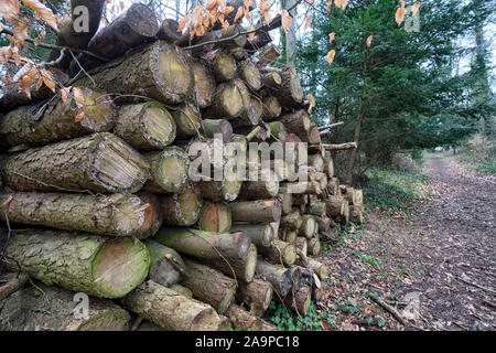 Stapel der Protokolle im Waldland gestapelt Stockfoto