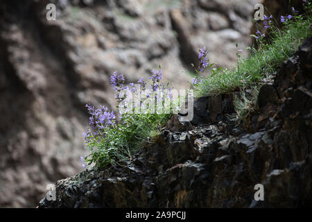 Blüte Detail auf einer Klippe im Eagle Valley, Mongolei Stockfoto