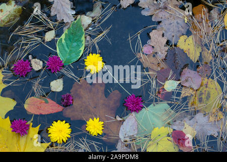 Herbst Hintergrund. Gefallenen gelbe Blätter und Blüten in Wasser close-up Stockfoto