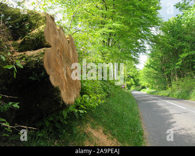 Sturmschäden. Der Baum hatte über die Straße gefallen. Frische grüne Feder Blätter an den Bäumen. Stockfoto