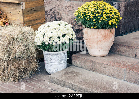 Herbst Blumen und Zierpflanzen in Töpfen, roh Kürbisse auf der Straße in der Nähe der Eingang zum Café, Kiew, Ukraine Stockfoto