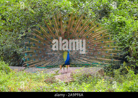 Indische Pfau mit ihrem Schwanz öffnen closeup an einem sonnigen Tag. Sri Lanka Stockfoto