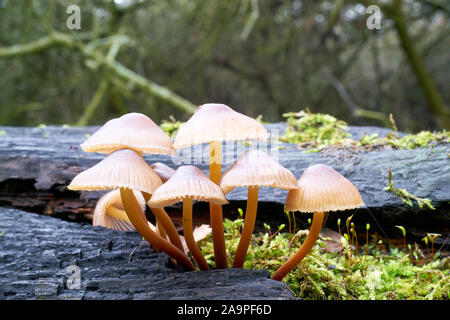 Gemeinsame Motorhaube (Mycena galericulata) auf einem toten Baum im Wald Stockfoto