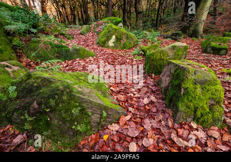 Die schönen Wälder auf padley Schlucht, Peak District. Stockfoto