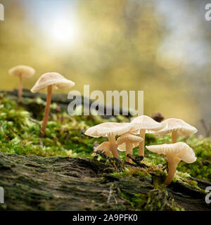 Gemeinsame Motorhaube (Mycena galericulata) auf einem toten Baum im Wald Stockfoto