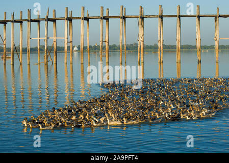 Eine Herde von inländischen Enten bei U-Bein Brücke auf Taung Tha Mann See. Amarapura, Myanmar (Birma) Stockfoto