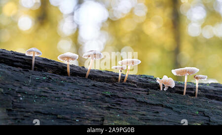 Gemeinsame Motorhaube (Mycena galericulata) auf einem toten Baum im Wald Stockfoto