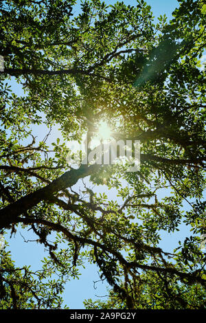 Sonnenlicht glättet durch Äste und Blätter eines sommerlichen Eichenbaus - Sonnenlicht durch Bäume - Photosynthese Chlorophyll Natur Hintergrund Phytonzide Stockfoto