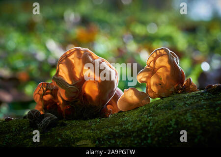 Judas Ohr (auricularia Judae) Aurikel - im Gegenlicht auf einem toten Baum im Wald Stockfoto