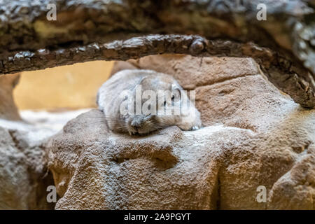 Nahaufnahme eines Gundi im Zoo von Frankfurt am Main, Deutschland Stockfoto