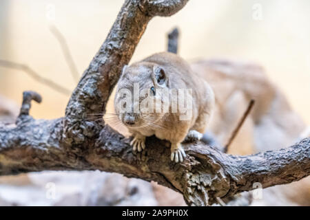 Nahaufnahme eines Gundi im Zoo von Frankfurt am Main, Deutschland Stockfoto