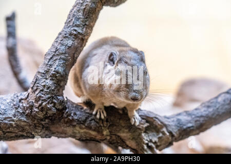 Nahaufnahme eines Gundi im Zoo von Frankfurt am Main, Deutschland Stockfoto
