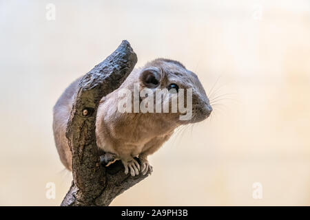 Nahaufnahme eines Gundi im Zoo von Frankfurt am Main, Deutschland Stockfoto