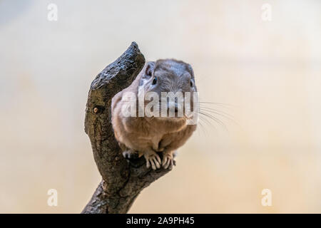Nahaufnahme eines Gundi im Zoo von Frankfurt am Main, Deutschland Stockfoto