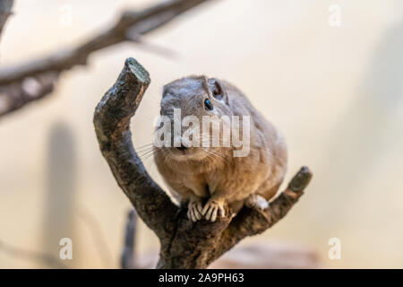 Nahaufnahme eines Gundi im Zoo von Frankfurt am Main, Deutschland Stockfoto