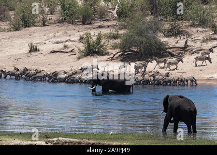 Elefanten und Zebras auf Boteti River im Makgadikgadi Pans National Park, Botswana Stockfoto