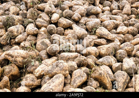 Die Zuckerrübe Beta vulgaris gespeichert in einer Klammer oder Heap nach der Ernte auf einem Bauernhof in Lincolnshire Stockfoto