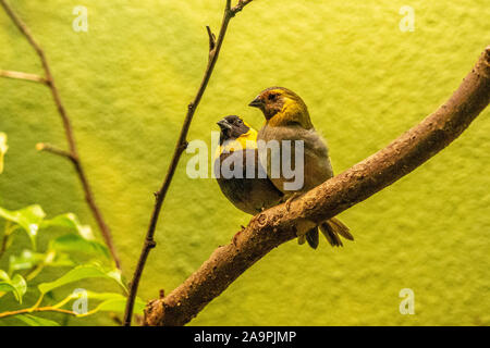 Nahaufnahme von zwei Kubanischen grassquit kleine Vögel in die Kamera im Frankfurter Zoo suchen, Deutschland Stockfoto