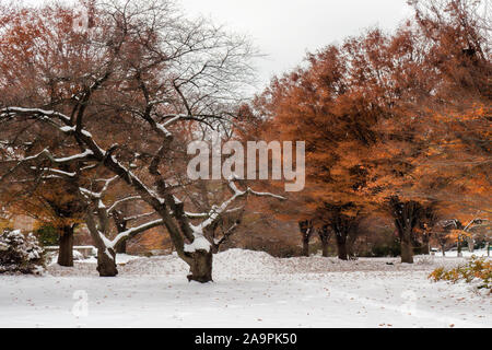 Herbst Wald mit frühen Schneefall Stockfoto