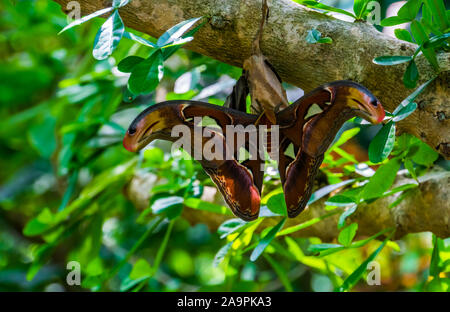 Nahaufnahme eines Atlas Moth, bunte große Insekt specie vom Wald von Asien, tropischen pet Stockfoto