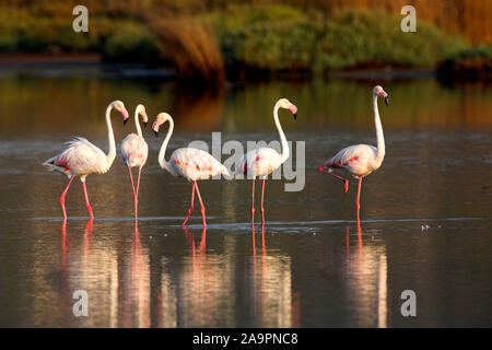 Rosaflamingo, Greater Flamingo (Phoenicopterus Roseus) Stockfoto