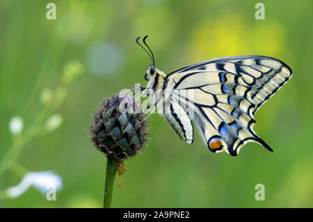 Tier; Tiere; Insekt; Kämpfen; Schmetterling; Schwalbenschwanz, Pieris Rapae; gewöhnlicher gelber Schwalbenschwanz; Tagfalter; Tier; Tiere; Insekt; Butter Stockfoto