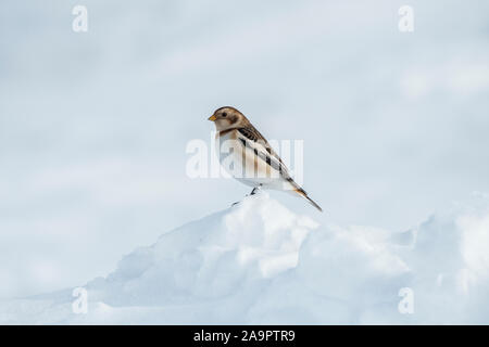 Schnee Ammern (Plectrophenax nivalis) Fütterung auf dem Parkplatz der Glenshee Skigebiet, Cairngorms, Schottland Stockfoto