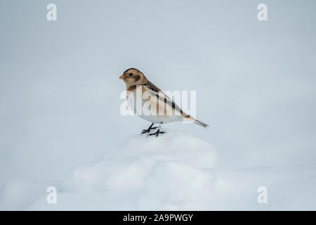 Schnee Ammern (Plectrophenax nivalis) Fütterung auf dem Parkplatz der Glenshee Skigebiet, Cairngorms, Schottland Stockfoto