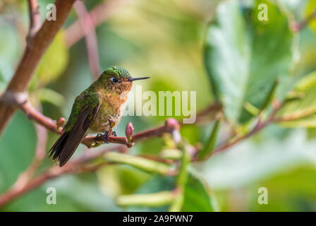 Tyrian Metaltail - Metallura tyrianthina, schöne leuchtende Hummingbird von Andinen Pisten von Südamerika, Cotopaxi, Ecuador. Stockfoto