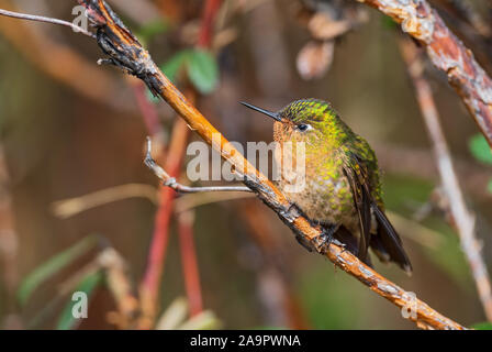 Tyrian Metaltail - Metallura tyrianthina, schöne leuchtende Hummingbird von Andinen Pisten von Südamerika, Cotopaxi, Ecuador. Stockfoto