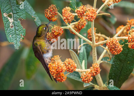 Tyrian Metaltail - Metallura tyrianthina, schöne leuchtende Hummingbird von Andinen Pisten von Südamerika, Cotopaxi, Ecuador. Stockfoto