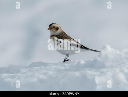 Schnee Ammern (Plectrophenax nivalis) Fütterung auf dem Parkplatz der Glenshee Skigebiet, Cairngorms, Schottland Stockfoto