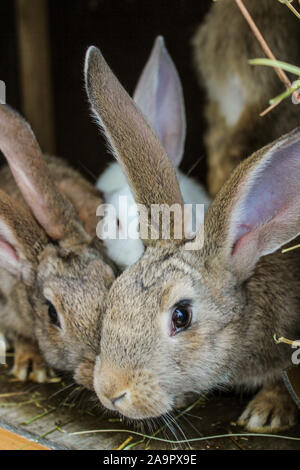 Kaninchen in einem Käfig Stockfoto