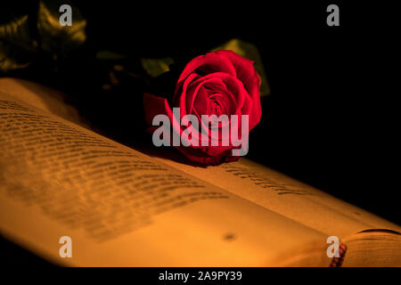 Eine rote Rose liegt auf einem offenen Buch Stockfoto