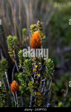 Blume auf Paramo am Fuße des Chimborazo Vulkan in Ecuador. Stockfoto