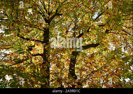 Woodland. Herbstliche Farben, Foots Cray Wiesen, Foots Cray, Nr Sidcup, Kent. Großbritannien Stockfoto