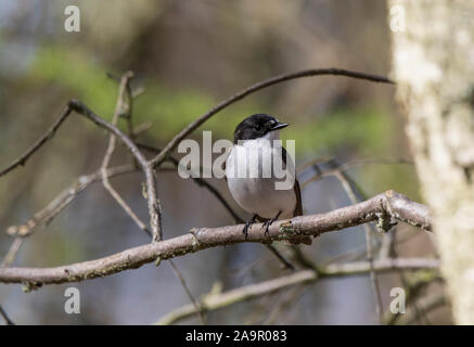 Nahaufnahme eines wilden, männlichen Pienenfliegers (Ficedula hypoleuca), isoliert im Freien, auf einem Ast, im britischen Wald im Frühjahr. Stockfoto