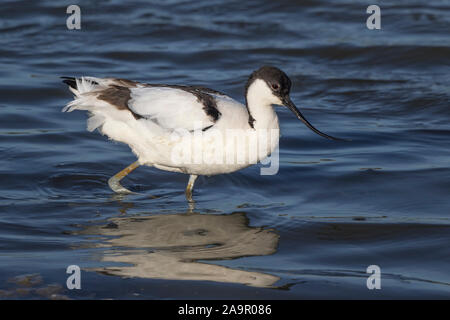 Seitenansicht Nahaufnahme des wilden UK pied Avocet Vogel (Recurvirostra avosetta) im Freien isoliert im Frühling Sonnenschein waten im Wasser. UK Watvögel, Avocets. Stockfoto