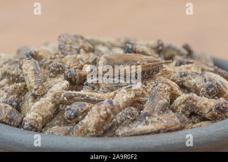 Essbare Insekten - gesalzene kleine Heimchen möglicherweise Gryllus assimilis - auf Faux Holz b/gd. Entomophagy, essbare käfer, insekt Superfoods, Insekten als Nahrung. Stockfoto