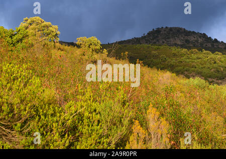 Eiche Wäldern und mediterraner Macchia in Sierra Madrona Park, Südspanien Stockfoto