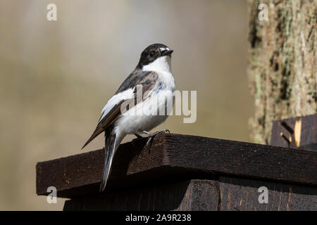 Nahaufnahme des wilden UK Männchen pied Fliegenfänger Vogel (Ficedula hypoleuca) isoliert im Freien Barschen auf Nistkasten in UK Wald, im Frühjahr. Stockfoto